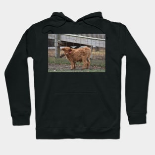 Scottish Highland Calf Hoodie